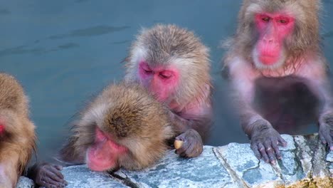 monkey onsen, video took in hakodate - feb 2019 close up of a group of monkey having a good time in the hot spring cleaning, scratching, sleepy