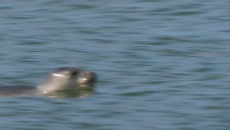 Una-Joven-Foca-Nadando-En-El-Océano