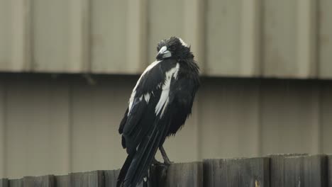 은 오스트레일리아 마그피 (australian magpie) 가 울타리에 앉아 비를 내리고 있다. 오스트레일리아 기프스랜드 (gippsland) 빅토리아 마프라 (victoria maffra)
