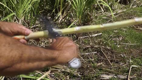 primer plano del brazo de un agricultor cubano local que está cortando caña de azúcar con un machete tradicional