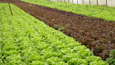 diversi tipi di lattuga che crescono in serra in un'azienda agricola vegetale