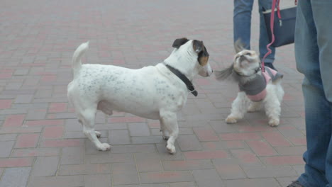 Hermoso-Blanco---Marrón-Shih-Tzu-Jugando-Con-Un-Jack-Russell-Terrier-En-Un-Paseo-Cerca-De-La-Playa