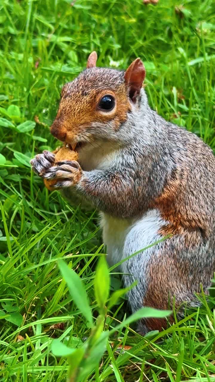 Scoiattolo grigio orientale seduto sull'erba verde che mangia un guscio di arachide. Profilo laterale di Sciurus carolinensis che tiene una noce con le zampe in un prato verde lussureggiante durante il giorno