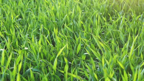 green grass background