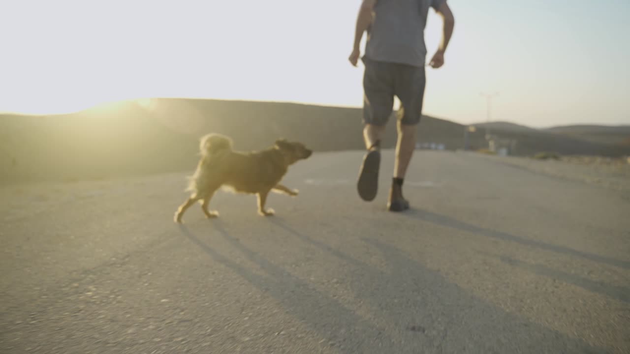 Pet dog running free and happy in the sunny afternoon or sunrise along side its owner - desert background with light flare on asphalt road in suburban area