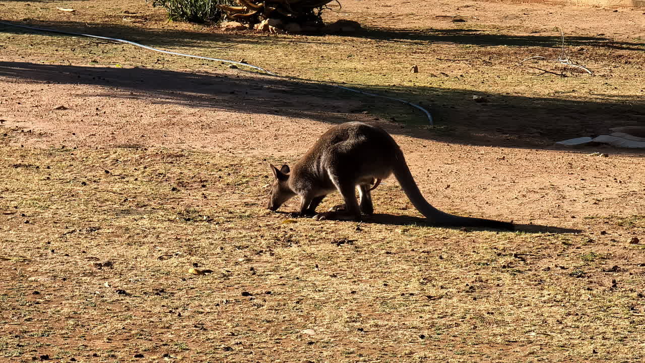 canguro marsupial morde comiendo en el suelo y luego salta en cámara lenta