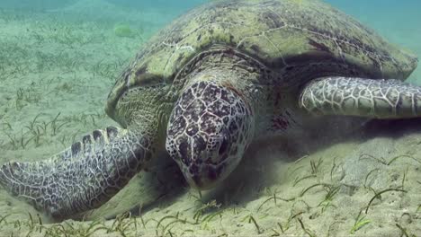 alimentación de tortugas marinas verdes de cerca en la hierba marina