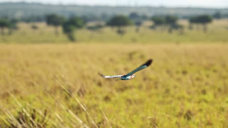 slow motion of lilac breasted roller bird flying in flight in africa, african birds on wildlife safari in masai mara, kenya, in the air with savanna landscape, maasai mara birdlife in savannah