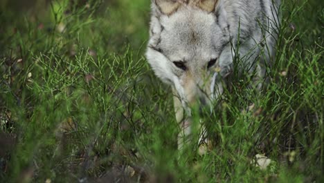 lobo mirando los ojos de la cámara y el primer plano del bosque