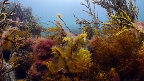 Riesige-Australische-Tintenfische-Sepia-Apama-Migration-Whyalla-Südaustralien-4k-Zeitlupe,-Paarung,-Eier-Legen,-Kämpfen,-Aggregation,-Unter-Wasser