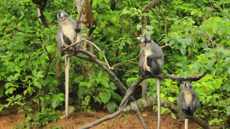 Group-of-Thomas's-langur-monkeys-perched-on-top-of-tree-branches-in-Sumatra,-Indonesia---Medium-shot