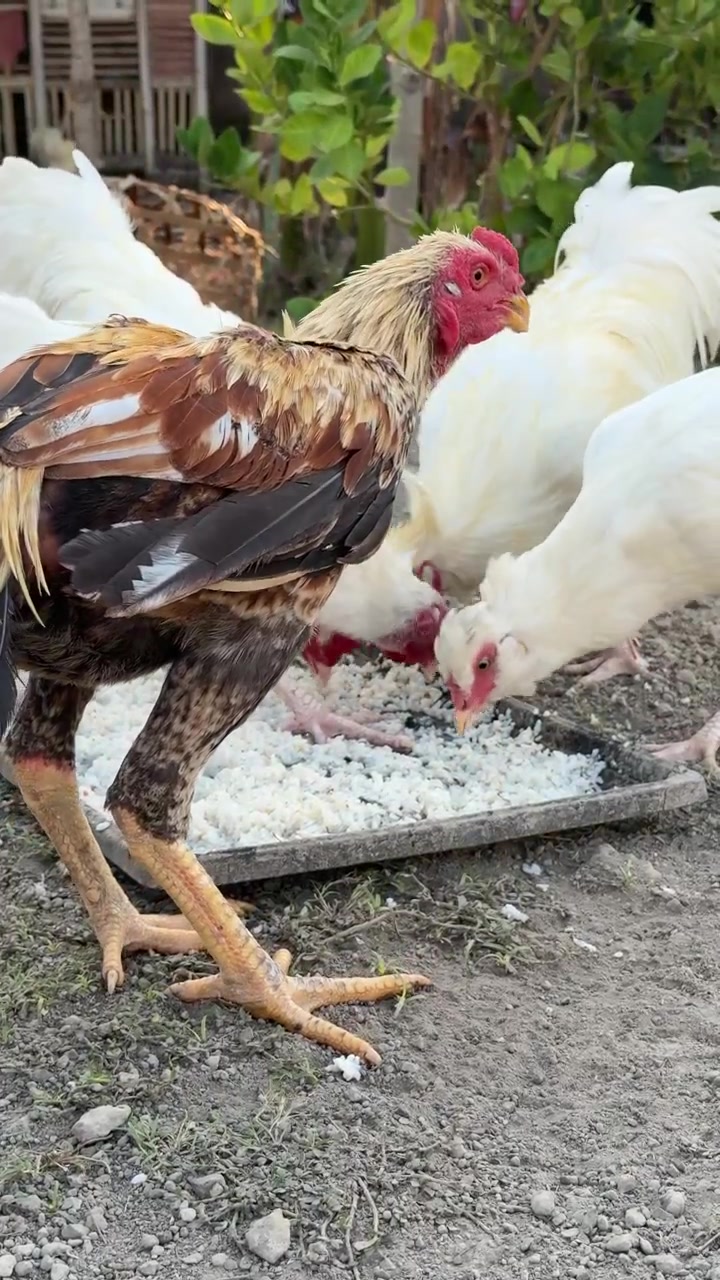 Sekelompok Ayam Makan Nasi dari Nampan di Peternakan