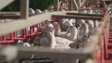 raft of white domestic ducks feeding in the poultry farm