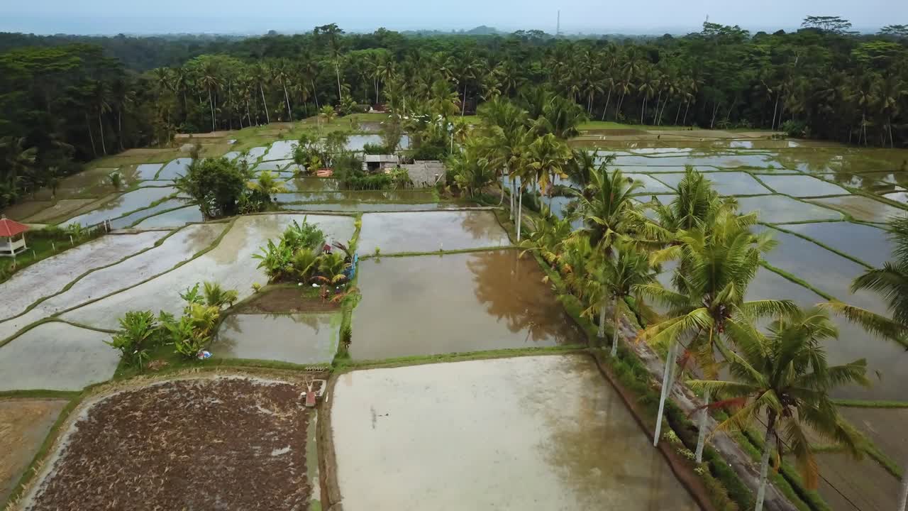 Piękne ujęcie z drona przelatującego nad zalanymi tarasami ryżowymi na Bali, Indonezja.