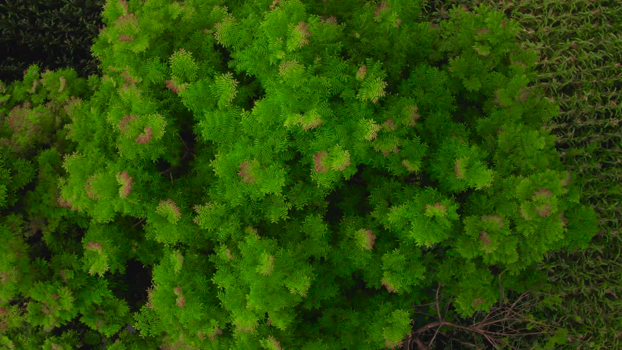 Beautiful Trees in a farm during the sunset in Moshi town Tanzania