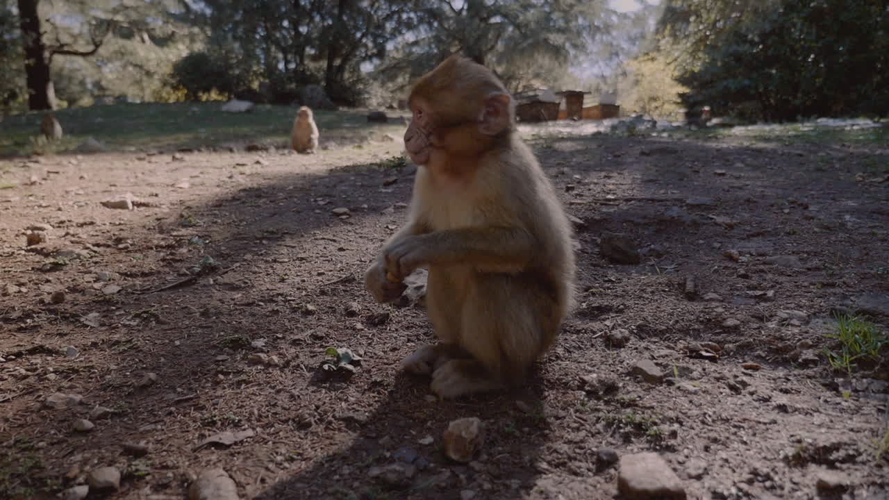 Adorable young monkey grabs peanut from hand, POV
