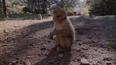 Adorable-Mono-Joven-Agarra-Maní-De-La-Mano,-Punto-De-Vista