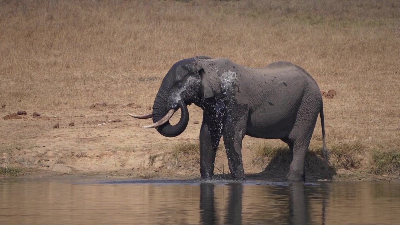 En afrikansk elefanttyr står ved et vandhul og sprøjter vand over hovedet, Kruger Nationalpark, Sydafrika