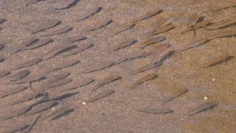 school of fish in the stream diagonally arranged while feeding together and then they all got frightens going to the right, poropuntius sp