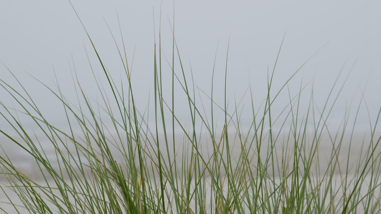 안개 속 의 해안 풀