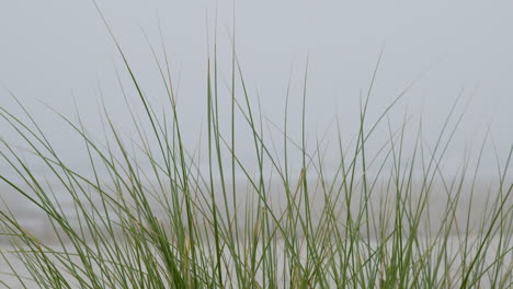 coastal grass in fog