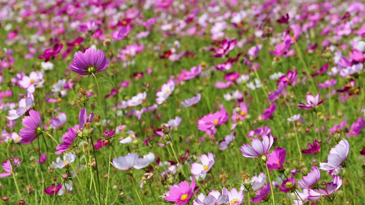 Camera slowly pans across vibrant cosmos flowers in sunlit meadow, revealing lush, colorful landscape