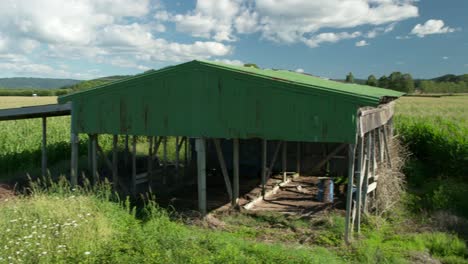 old green barn in countryside new zealand surrounded by green corn plants, pan right