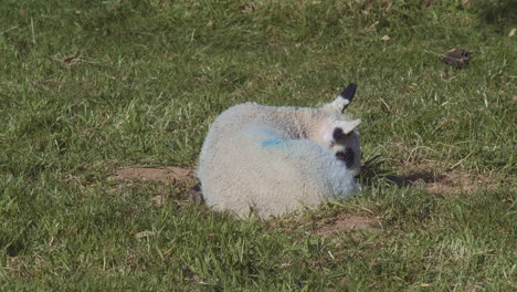 Schwarzes-Und-Weißes-Kerry-Hill-Seltenes-Lamm-Liegt-Auf-Einer-Luftigen-Wiese-Und-Kaut-Auf-Gras