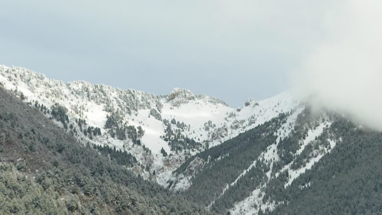 숲 이 있는 눈 인 산맥