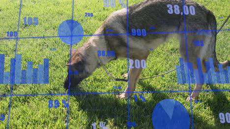 charts and graphs animation over dog sniffing grass in park