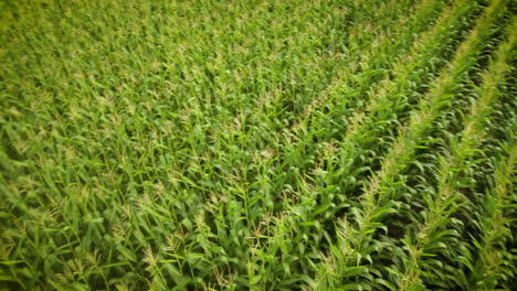 aerial pan over a late summer corn field