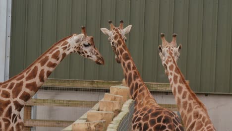 giraffes in a woburn safari park enclosure