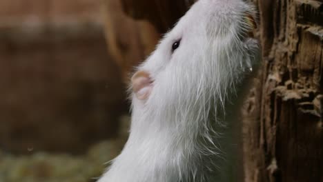 comiendo ratas blancas