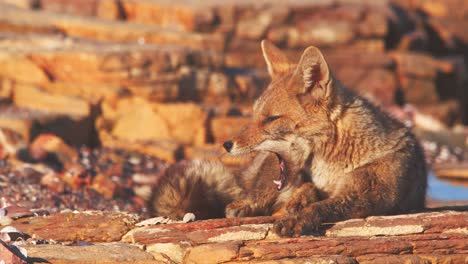 south american gray fox sitting on the rocks yawns showing its tongue and teeth as it tries to get sun to dry its coat