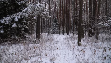 La-Toma-Del-Paisaje-Del-Bosque-De-Pinos-Nevados-En-Invierno