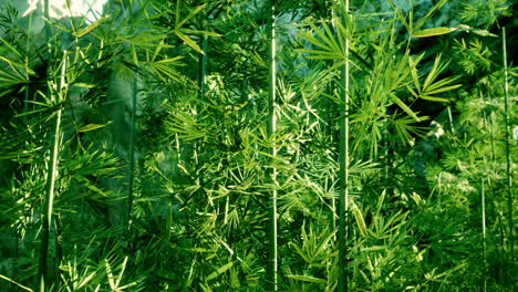 lush green bamboo forest