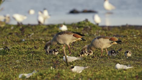 gansos egipcios con bebés pequeños alimentándose en las orillas de un lago, pájaros en el fondo, de cerca, cámara lenta cinematográfica