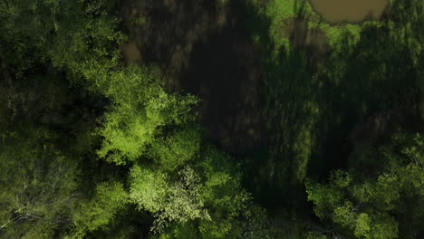 The-dense-green-foliage-along-the-wolf-river-in-collierville,-tennessee,-in-daylight,-aerial-view