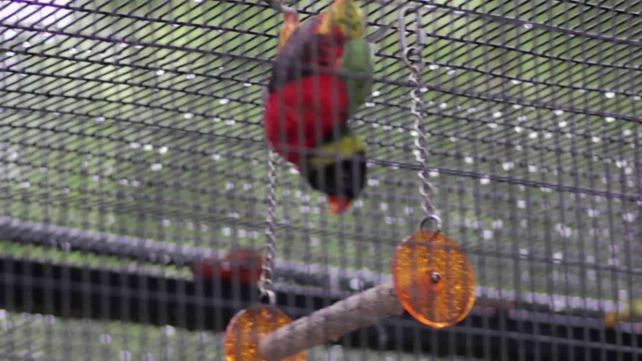 Playful Parrot Bird in a Swing caged.