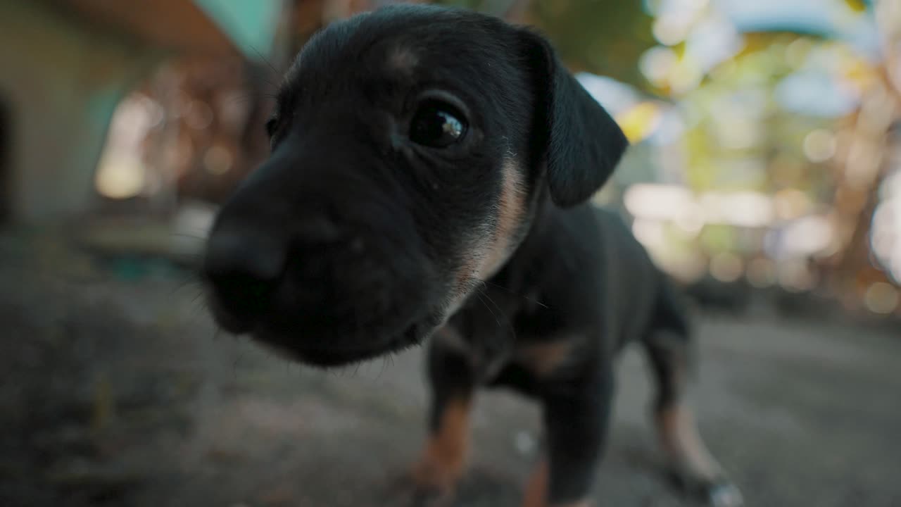 Adorable black and brown puppy playing with the camera, wide-angle lens