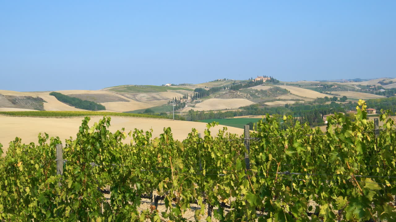 Vineyard Landscape in Tuscany , Italy