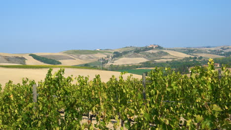 vineyard landscape in tuscany , italy