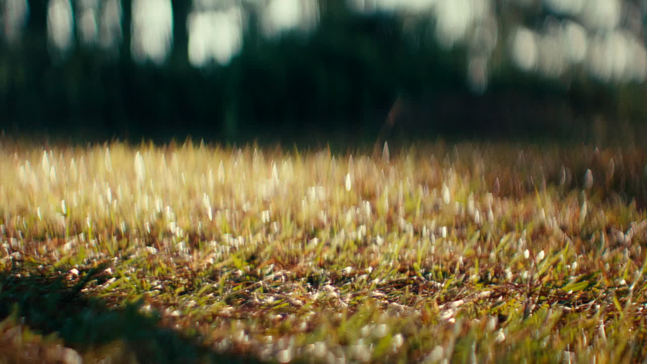 primer plano de la hierba en un campo