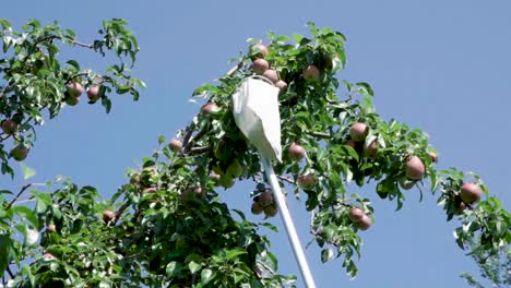 Cosecha-De-Peras-Con-Dispositivo-De-Recolección-De-Frutas-De-Un-árbol-Alto---Disparo-En-ángulo-Bajo