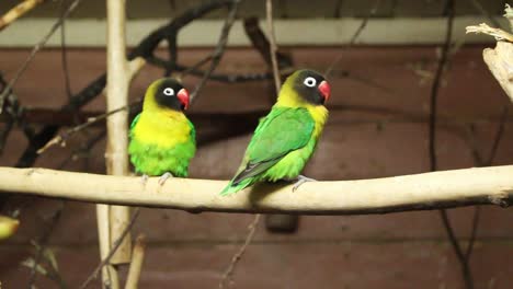 lovebird parrot sitting the branch