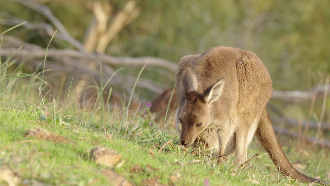 Kangaroo Mother with Joey in Australian Bush
