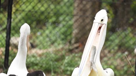 pelicans displaying natural behavior in captivity