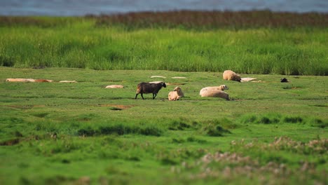 a flock of sheep on the lush green meadow on the shore of the lake