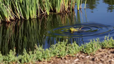 frog in a pond