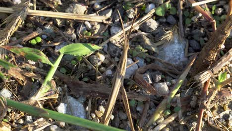 Acrida-cinerea,-Oriental-longheaded-grasshopper-locust-without-one-leg,-Chinese-grasshopper-sitting-in-the-grass-and-jump-out-of-frame